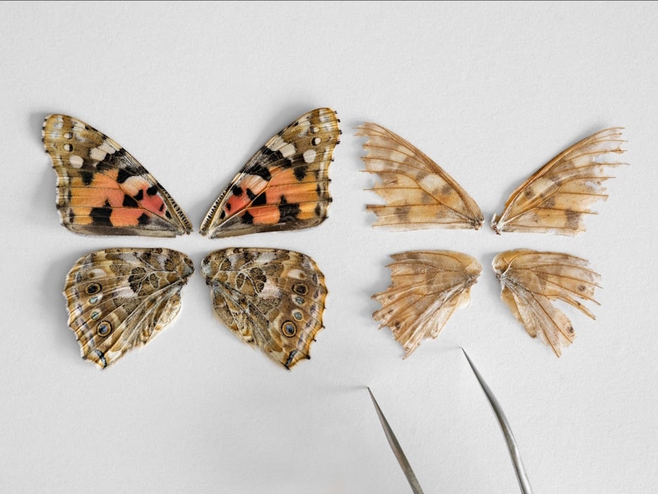 ART at Berlin - Robert Morat Gallery - Lucas Foglia - Wings from Two Painted Lady Butterflies, One Young and One Old