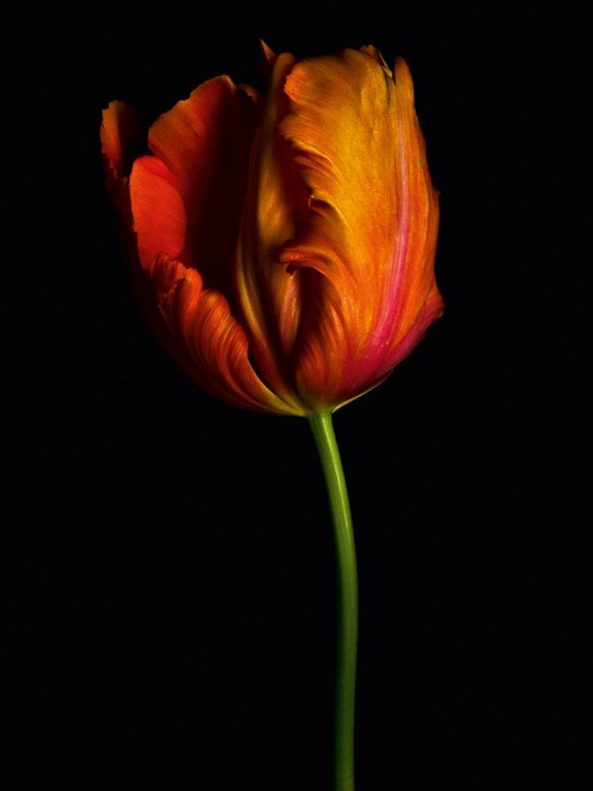 ART at Berlin - courtesy of nueued berlin gallery - Dale Grant - Dutch Tulip - 2011