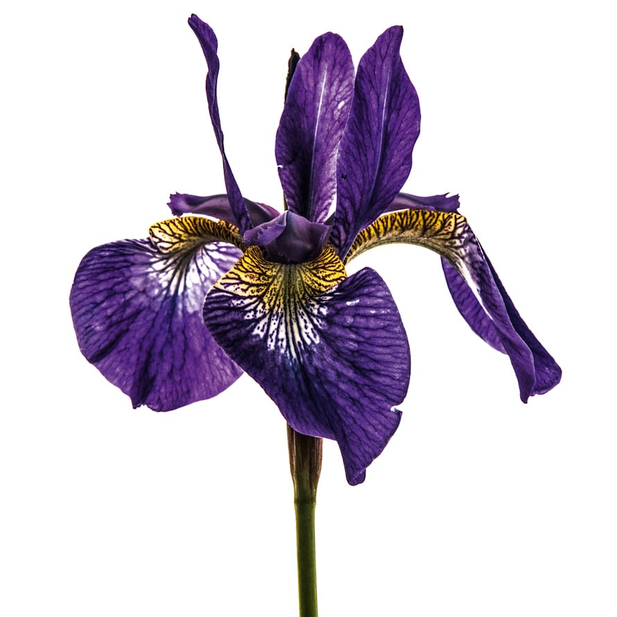 ART at Berlin - courtesy of nueued berlin gallery - Dale Grant - Iris sibirica I - 2017-min