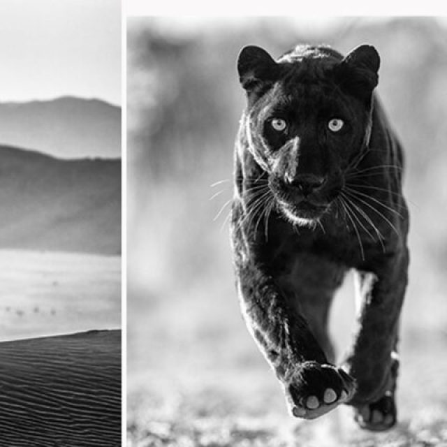 David Yarrow | CAMERA WORK | 12.10.-23.11.2024