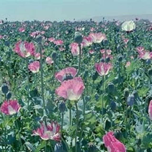 Poppy – Trails of Afghan Heroin | C|O Berlin  | 16.07.-25.09.2016