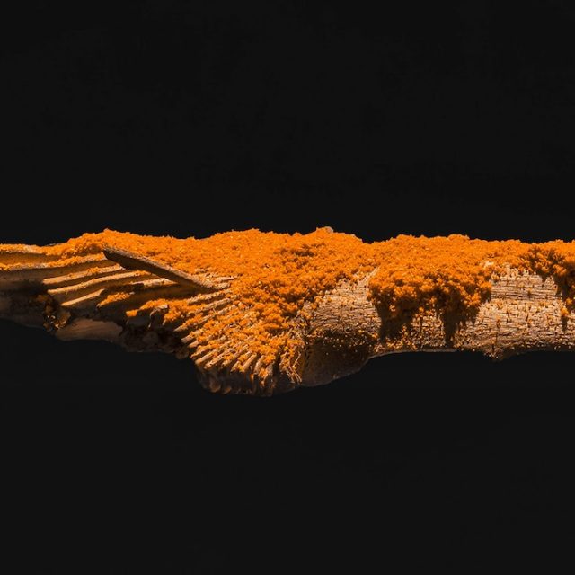 Monia Ben Hamouda + Rodrigo Hernández | After Totality + The Long Pond | ChertLüdde | 24.02.–02.04.2026