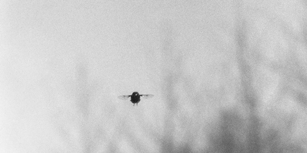 Jochen Lempert | BQ Berlin | 14.09.–09.11.2019