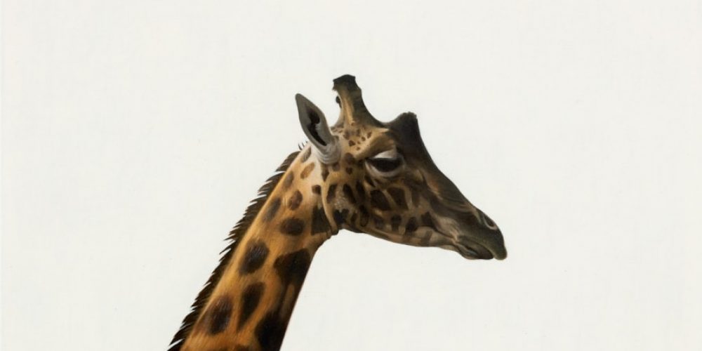 Andrew Grassie | Still Frame | Esther Schipper | 01.11.-27.11.2020