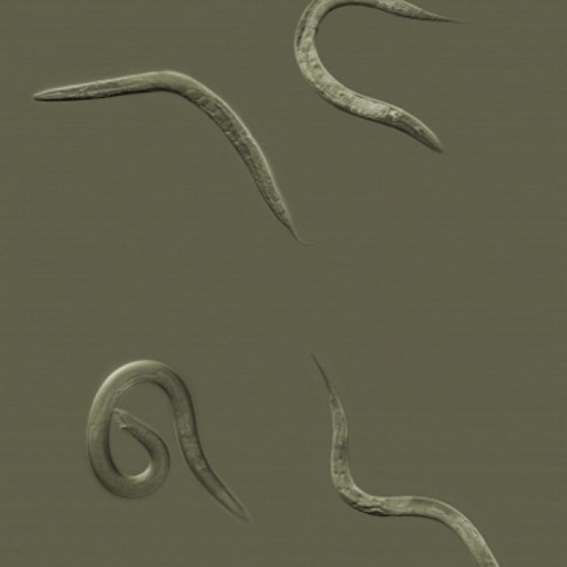 Cheyney Thompson | Chambered Shells and Birdwings | Galerie Buchholz | 19.09.-31.12.2015