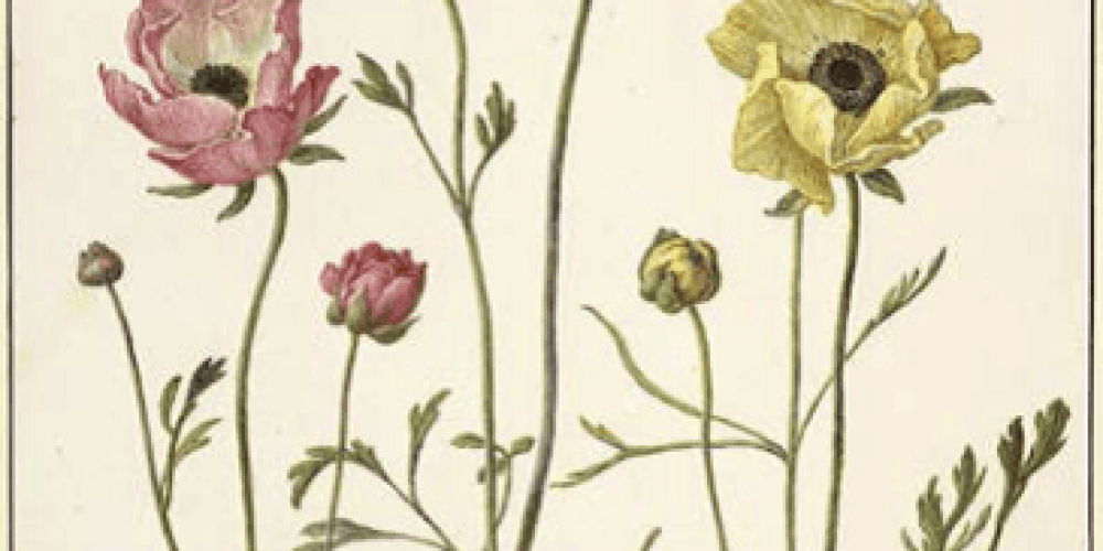 Der Reiz des Kleinen. Naturstudien in Hollands Goldenem Jahrhundert | Gemäldegalerie Kulturforum | 21.03.–25.06.2017