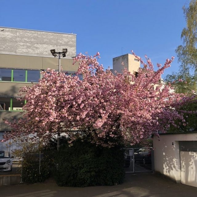 On Flourishing | Group exhibition| KLEMM’S | 20.04.-01.06.2024