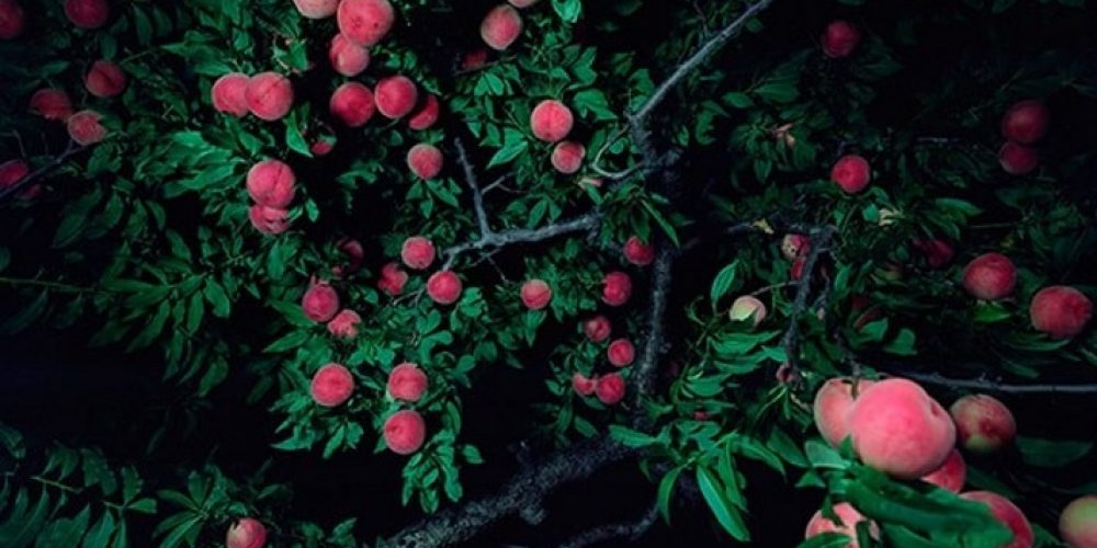 Miwa Yanagi | Loock Galerie | 13.01.-14.04.2018