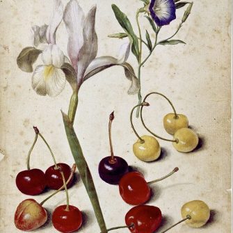 Georg Flegel – Spanish Iris, wind and cherries
