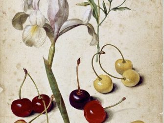 Spanische Schwertlilie, Winde und Kirschen – Georg Flegel