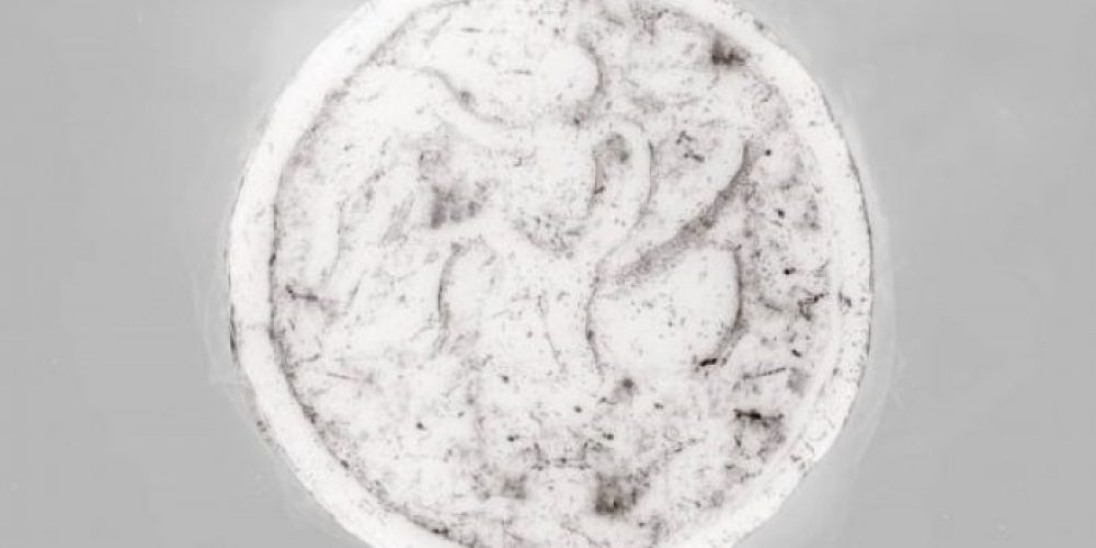 Bewerbung jetzt möglich: Black Swan-Hackathon “The Communes” in KW Institute for Contemporary Art