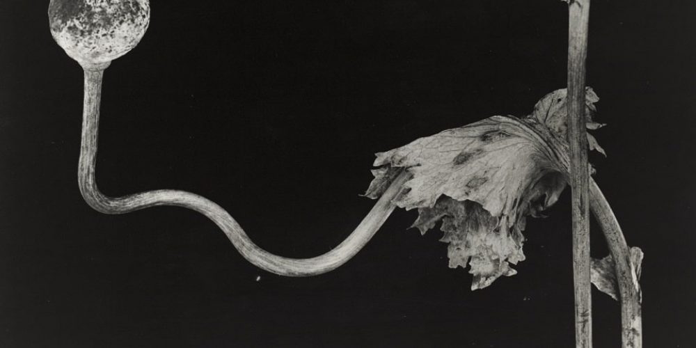 Berlinische Galerie: Green Stuff – Plants in Contemporary Photography | 12.10.2023-22.01.2024