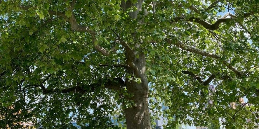 NEWS ++ Neue Nationalgalerie würdigt die Gründung des Gallery Climate Coalitation Berlin e.V.