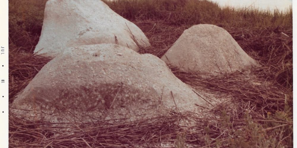 NEWS ++ Beverly Buchanan: Weathering – Haus am Waldsee | 02.10.2025–01.02.2026