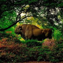 NEWS ++ „Was in Wirklichkeit ist“. Otto Dix trifft auf zeitgenössische Positionen aus der ifa-Kunstsammlung (Stuttgart) | 04.10.–14.10.2025